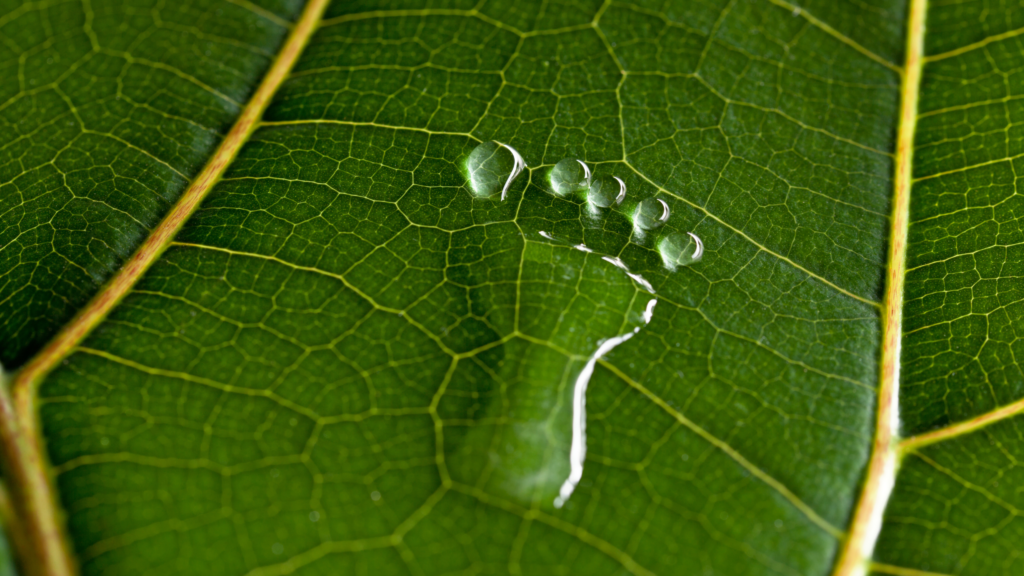 sgfin-01-professional-programmes