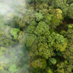 Introduction to the Carbon Market