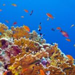 Risk, Resilience, Climate Change