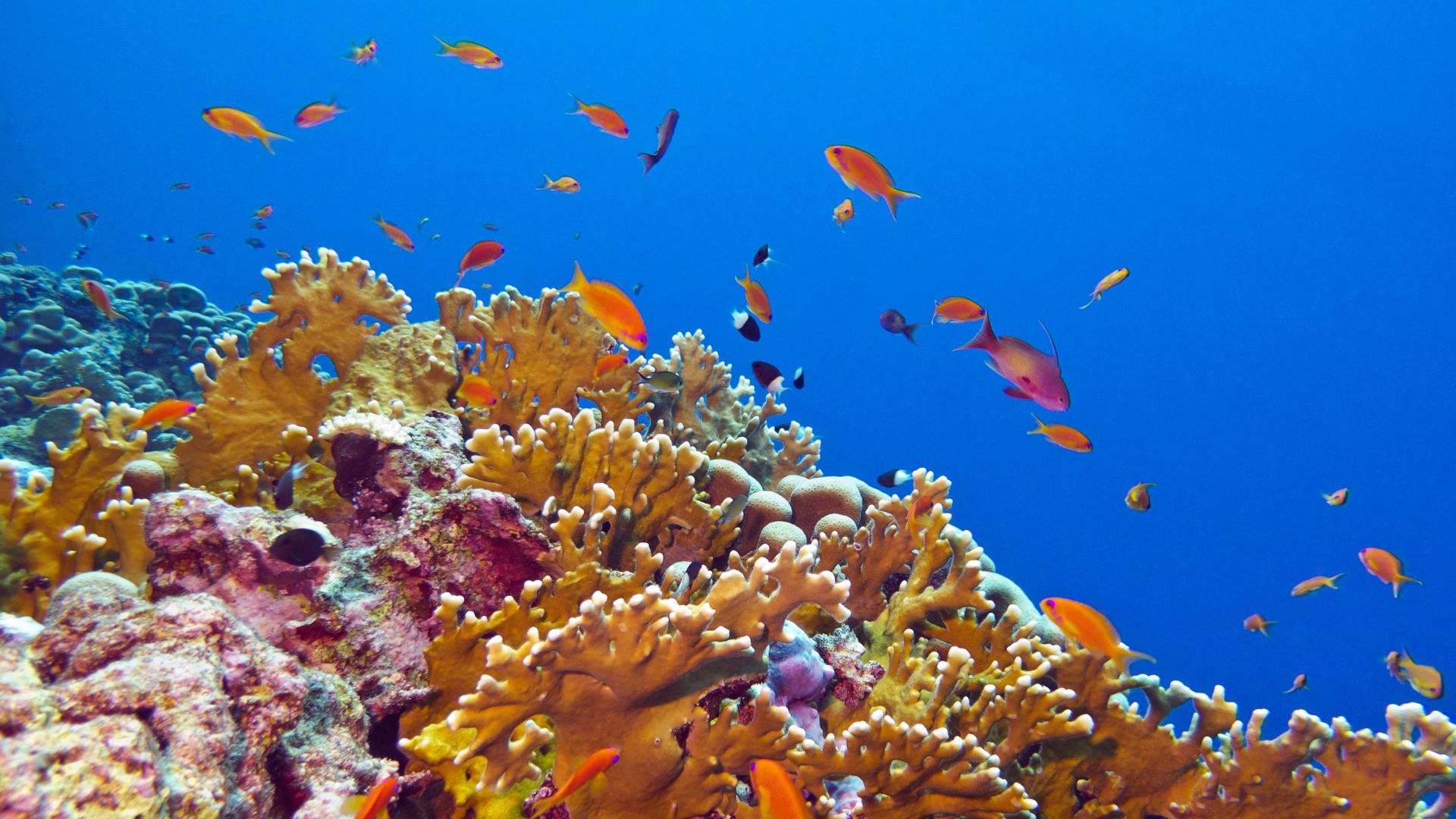 Risk, Resilience, Climate Change