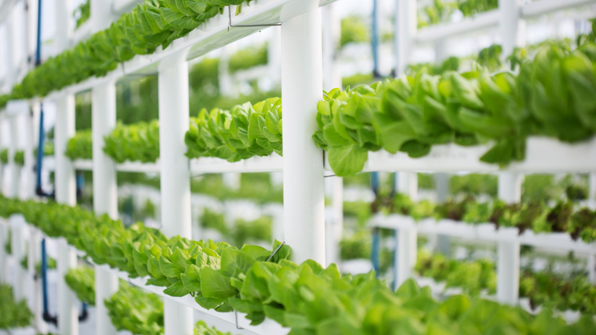 verticalfarm