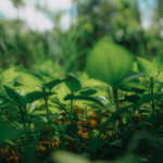 Sustainable Finance in Action – Case Studies of Sustainable Finance Instruments in ASEAN Countries