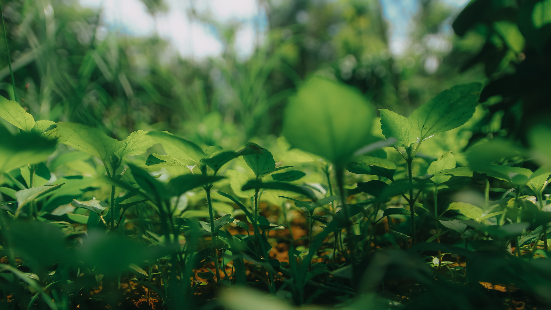 Sustainable Finance in Action – Case Studies of Sustainable Finance Instruments in ASEAN Countries