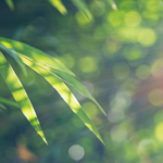 Sustainable Financing and Net Zero