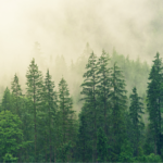 GFANZ and Sustainable Finance