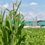Sustainable Business in Biofuels