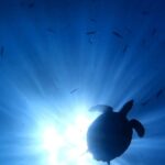 SGFIN Research Conference on Sustainability 2026