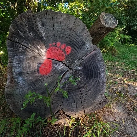 footprint
